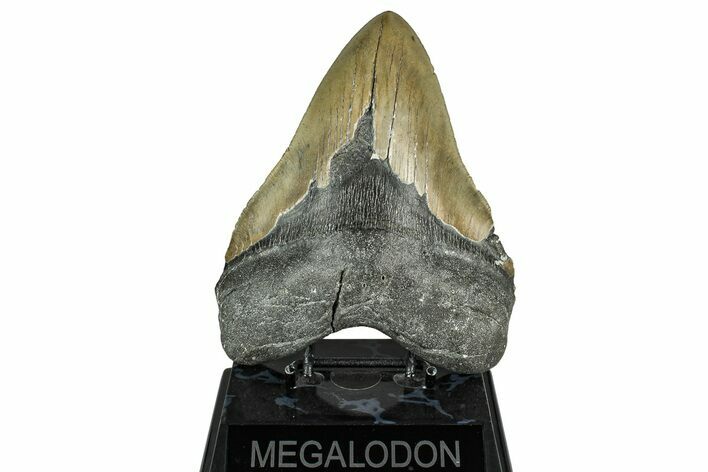 Serrated, Fossil Megalodon Tooth - North Carolina #331083